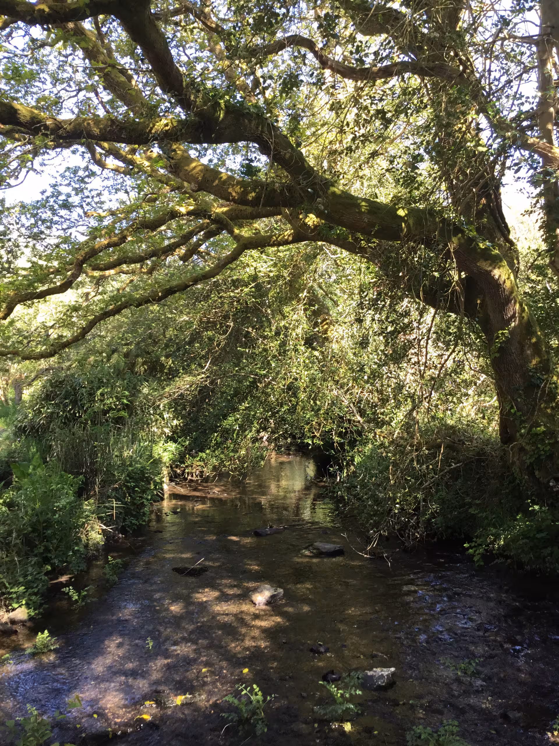 Lisa Hastings, integrative therapist and EMDR practitioner in Truro, Cornwall